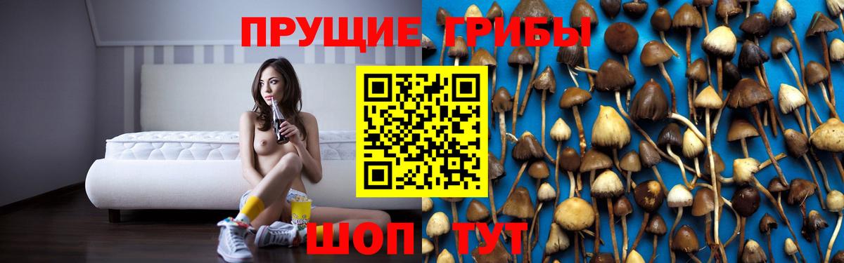 Галлюциногенные грибы Psilocybine cubensis Удомля